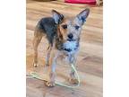 Lavender Yorkie, Yorkshire Terrier Adult Female