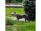 Ziona American Staffordshire Terrier Adult Female