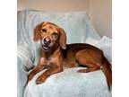 Abby Beagle Adult Female