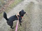 Ophelia Labrador Retriever Adult Female
