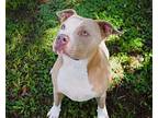 Rapunzel Labrador Retriever Adult Female