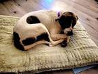 Thurgood Hound (Unknown Type) Adult Male