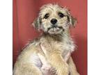 Heath Terrier (Unknown Type, Medium) Puppy Female