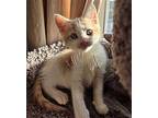 Tanner Domestic Shorthair Kitten Male