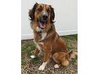 Tony English Shepherd Adult Male