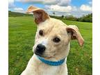 SUGAR POP IS COMPACT & PERFECT Labrador Retriever Adult Male