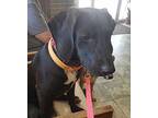 Maudy Labrador Retriever Puppy Female