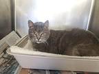 Pebbles Domestic Shorthair Adult Female