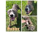 Bubby American Staffordshire Terrier Young Male