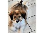 The Beast Aussiedoodle Puppy Male