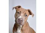 Marty American Pit Bull Terrier Puppy Male