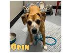 Odin - FOREVER FOSTER Boxer Senior Male