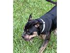 Rufus Olde English Bulldogge Young Male