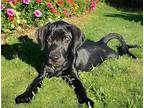 PUPPY JOHNEY BOY Labrador Retriever Puppy Male