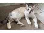 Luly Ragdoll Adult Male