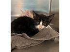 Penguin Domestic Shorthair Kitten Male