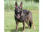 Brock (Neutered) German Shepherd Dog Adult Male