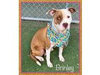 BRINLEY American Staffordshire Terrier Adult Female