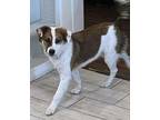 Nova Border Collie Young Female