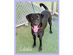 LABELLA (See also CLINT) Labrador Retriever Adult Female
