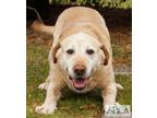 Levon Labrador Retriever Senior Male