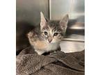 Skittles Domestic Shorthair Kitten Female