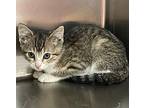 Tilly Domestic Shorthair Kitten Female