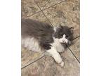 Roger Domestic Longhair Adult Male