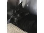 Whiskey Domestic Shorthair Kitten Female