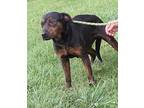 Poppy Rottweiler Adult Female