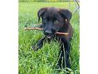 Remi Great Pyrenees Puppy Male