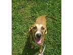Gertz Labrador Retriever Puppy Female