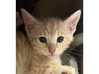 Nugget Domestic Shorthair Kitten Female