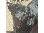 Chandler Labrador Retriever Young Male
