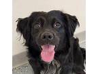 Chester Dachshund Adult Male