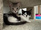 Gumdrop Domestic Shorthair Kitten Male