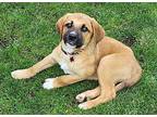 Ries Great Pyrenees Puppy Male