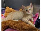 Puck Domestic Shorthair Kitten Male