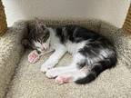 Violet Domestic Shorthair Kitten Male