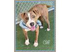 CLIFF American Staffordshire Terrier Young Male