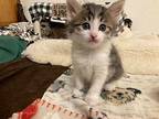 Jade Domestic Shorthair Kitten Female