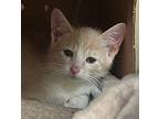 Jellybean Domestic Shorthair Kitten Male