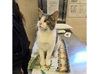 Clawd Domestic Shorthair Adult Male