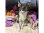 POTATO SOUP Domestic Shorthair Kitten Female