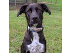 Adopt Zula a Labrador Retriever, Mixed Breed