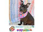 Adopt Grace a Pit Bull Terrier