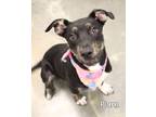 Adopt Plum a Hound