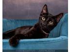 Adopt Darlene a Domestic Short Hair