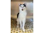 Adopt Hex a Domestic Short Hair