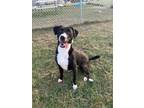Adopt Jade (Layla) a Labrador Retriever